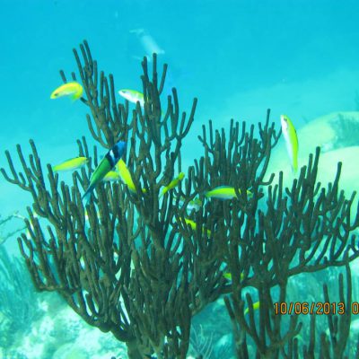 Bermudas Reef