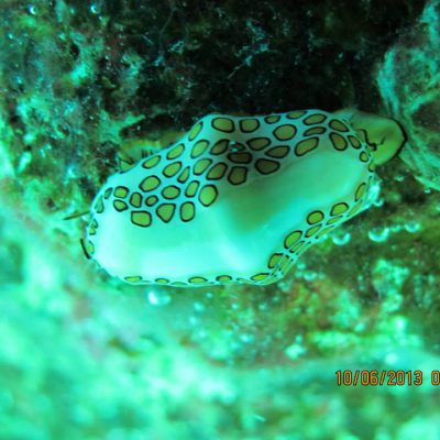 Sea Slug